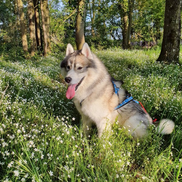 Langue de chien - éducateur canin - photo 2