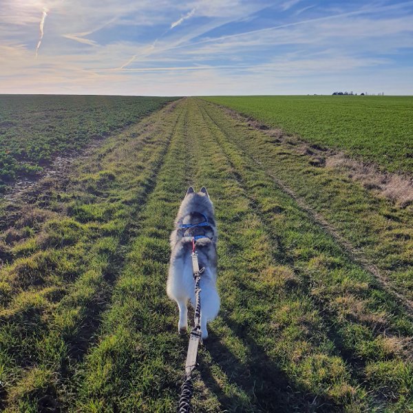 Langue de chien - éducateur canin - photo 3