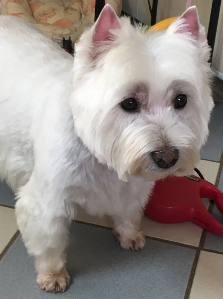 Coif’Chiens - photo 2