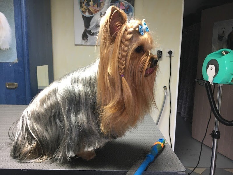 Coif’Chiens - photo 3