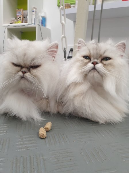 Le Chien Mignon - photo 1