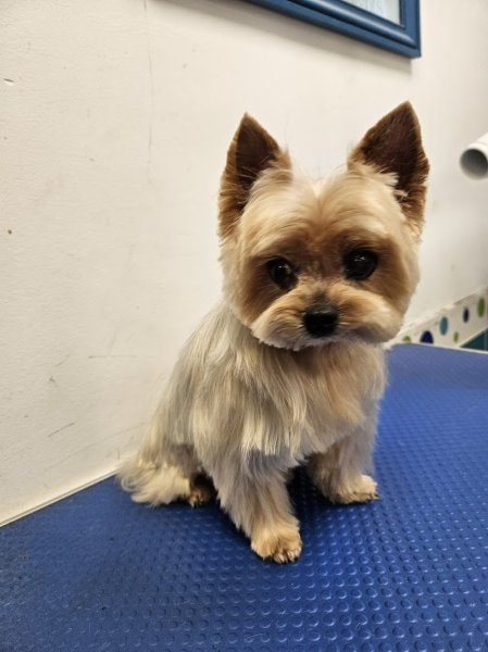 Le Chien Mignon - photo 3