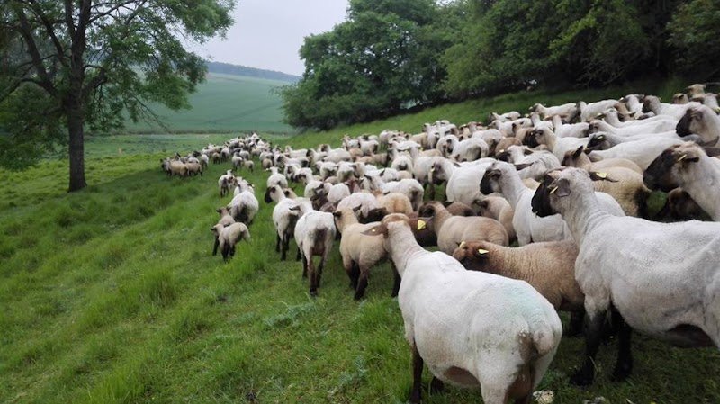 Caninature - photo 2