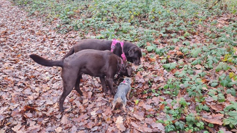 Liberté canine - photo 1