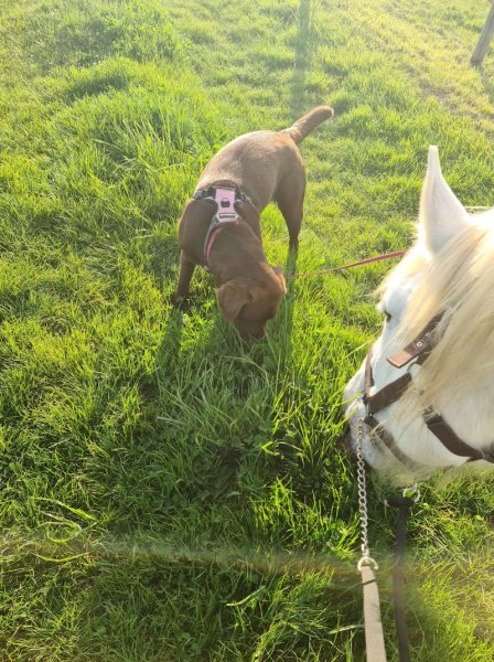 Liberté canine - photo 2