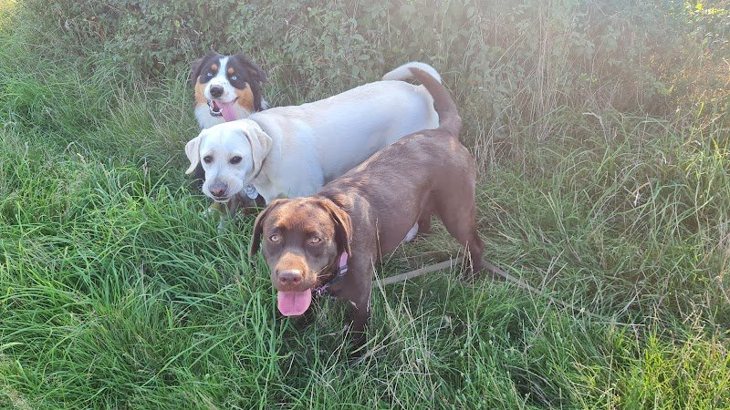 Liberté canine - photo 3