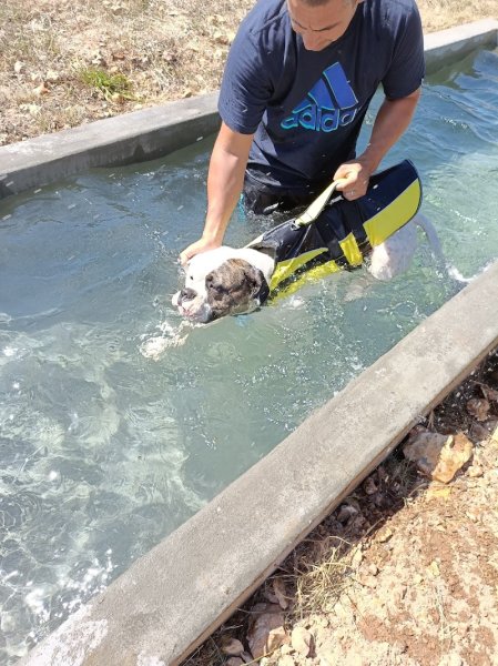 Louanges Canines - éducateur canin/comportementaliste -sports canin - photo 2