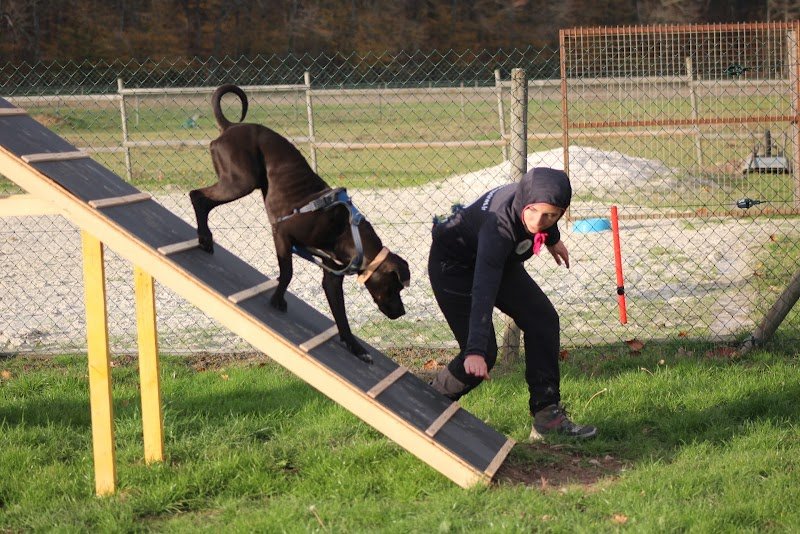 Louanges Canines - éducateur canin/comportementaliste -sports canin - photo 3