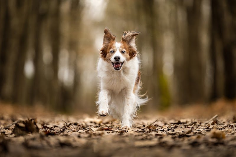 Chien Serein - Pension canine, Parc Canin , éducation canine, photo animalière - photo 2
