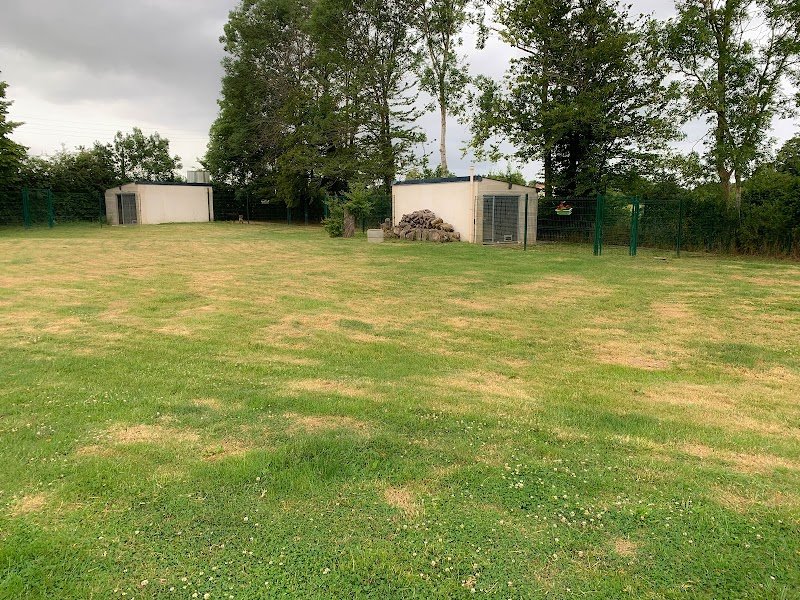 Chien Serein - Pension canine, Parc Canin , éducation canine, photo animalière - photo 3