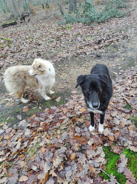 Anouk Lecourt - Comportementaliste/éducateur canin et félin - garderie canine 27 - photo 2