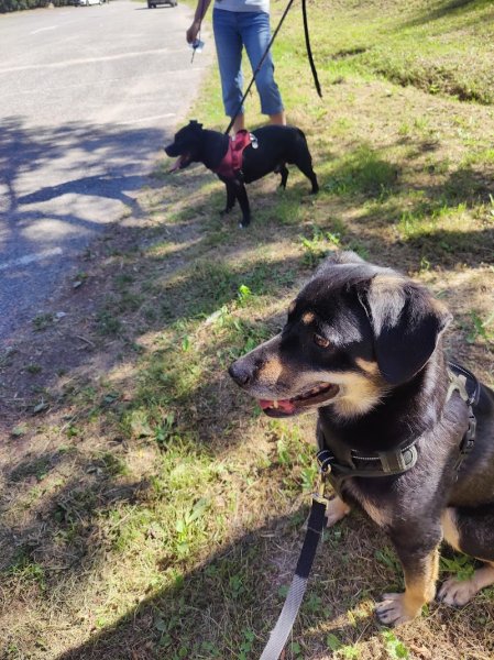Anouk Lecourt - Comportementaliste/éducateur canin et félin - garderie canine 27 - photo 3