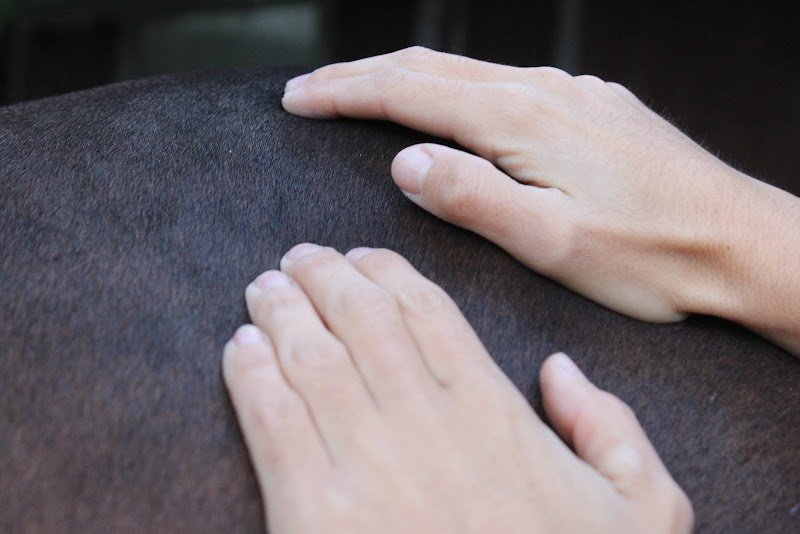 Sara Valentin Massage Equin & Canin - photo 2