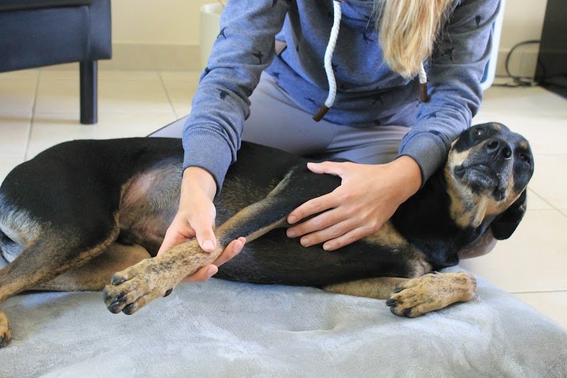 Sara Valentin Massage Equin & Canin - photo 3