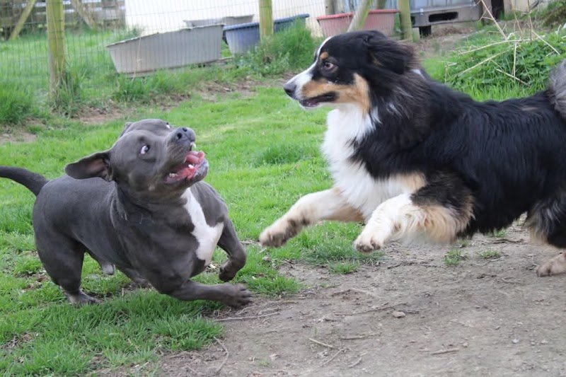 Au Panier Douillet Pension Canine et Féline - photo 2