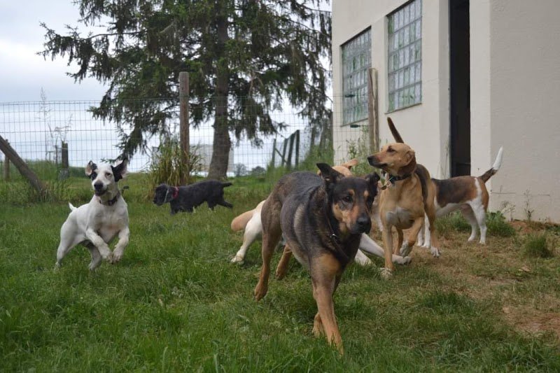 Au Panier Douillet Pension Canine et Féline - photo 3