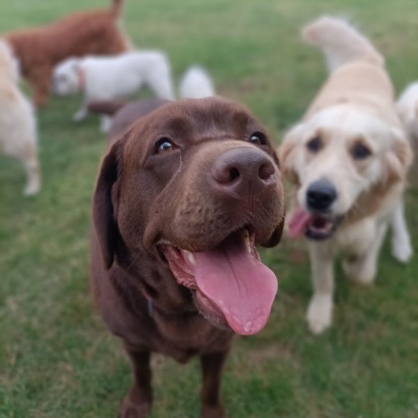 SOCIAL DOG LA PENSION - photo 1