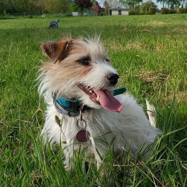 SOCIAL DOG LA PENSION - photo 3