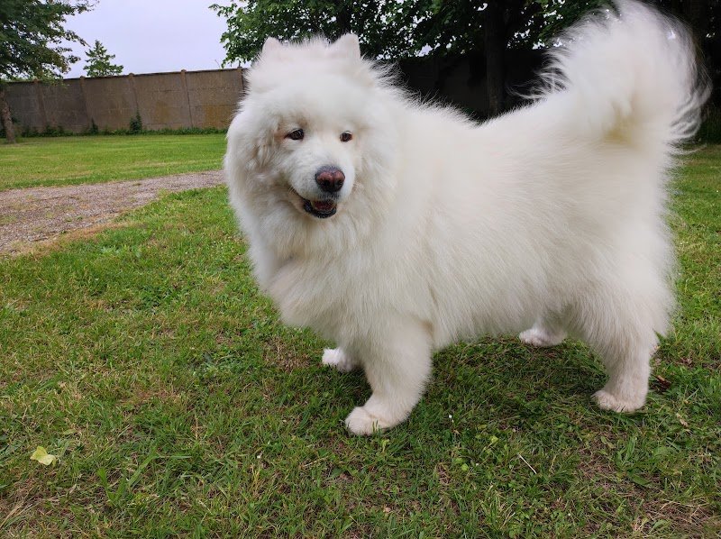 Beauté Canine - photo 1