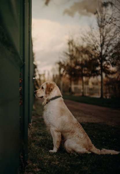 Beauté Canine - photo 2