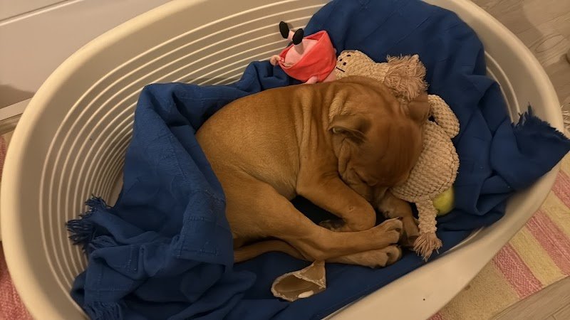 Beauté Canine - photo 3