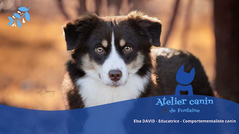 Atelier canin de Fontaine - photo 1