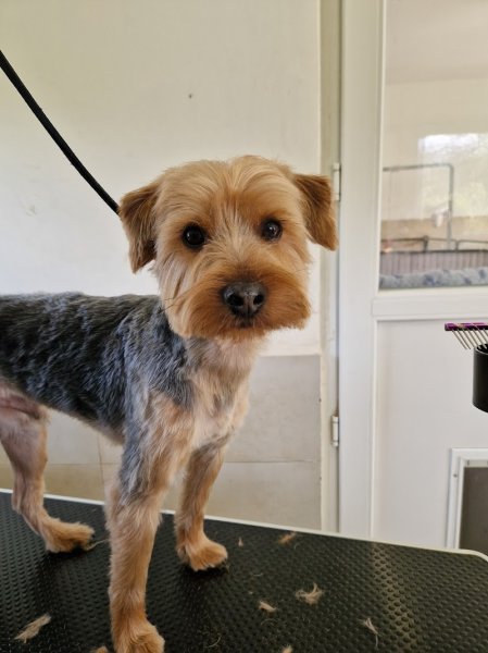 Zakur Toilettage Canin et Félin - photo 2