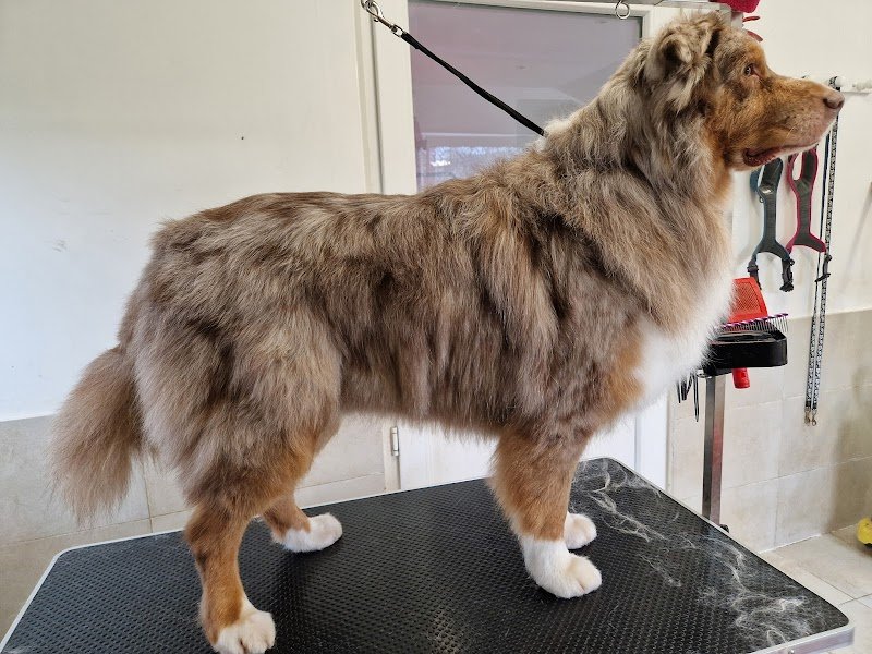 Zakur Toilettage Canin et Félin - photo 3