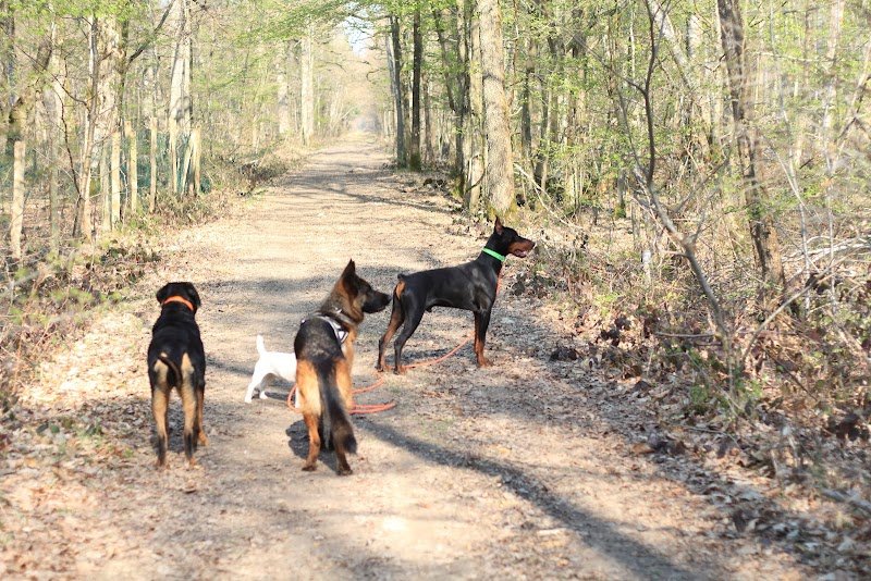 Education canine - Terre de Chien - photo 1