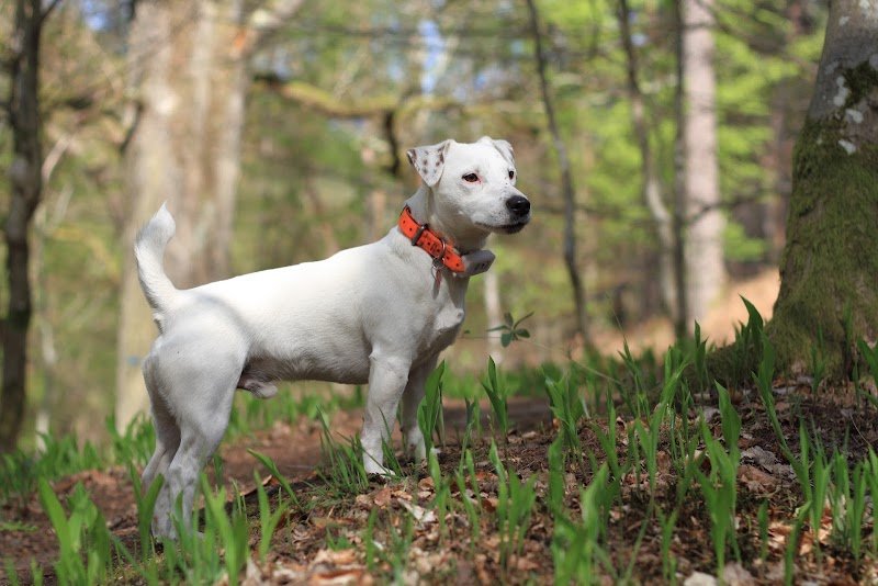 Education canine - Terre de Chien - photo 2