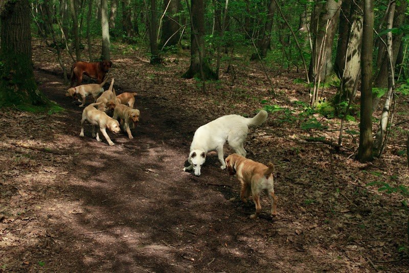 Education canine - Terre de Chien - photo 3