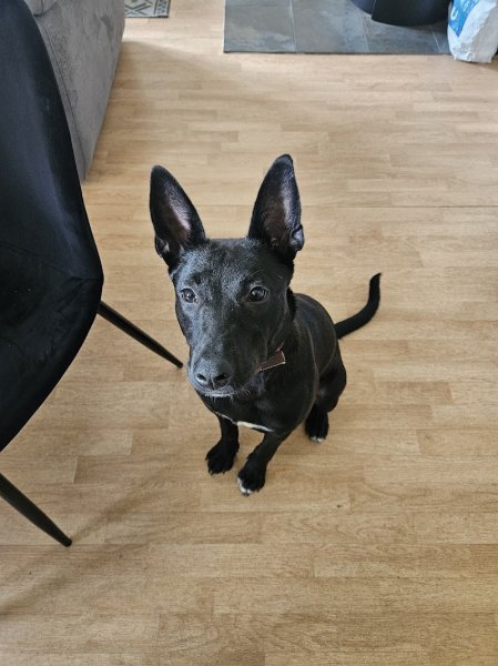 Académychien - photo 3