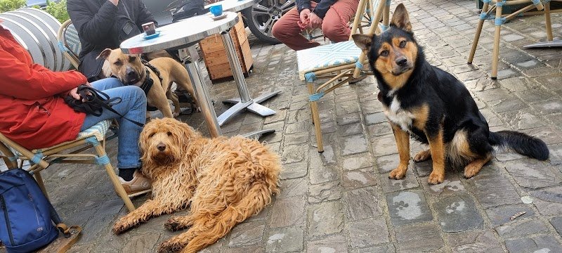 Leadership Dog (Educateur comportementaliste canin) - photo 2