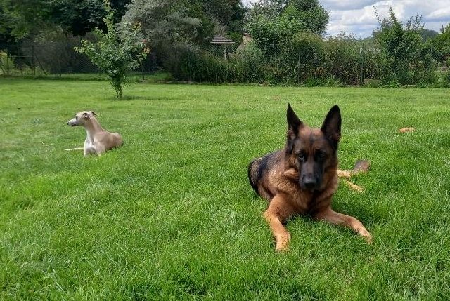 Club d'Education Canine de Maulette - photo 1