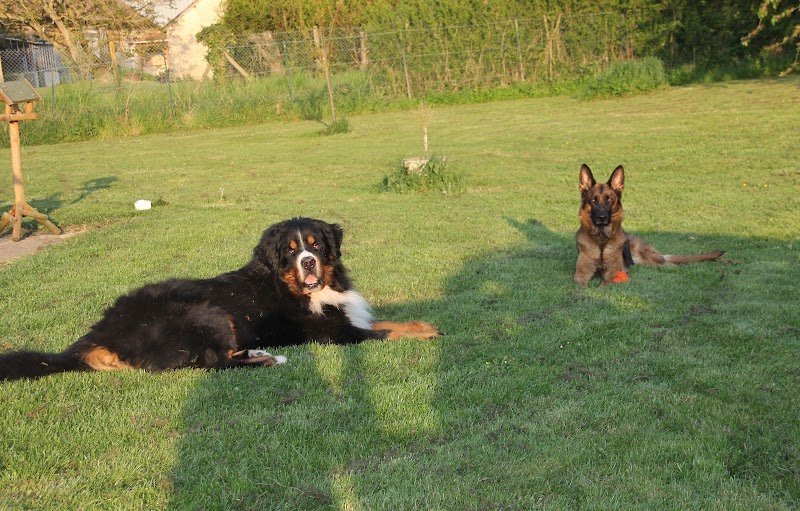 Club d'Education Canine de Maulette - photo 2