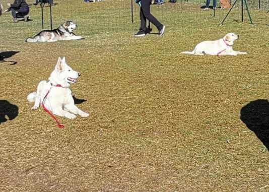 Club d'Education Canine de Maulette - photo 3