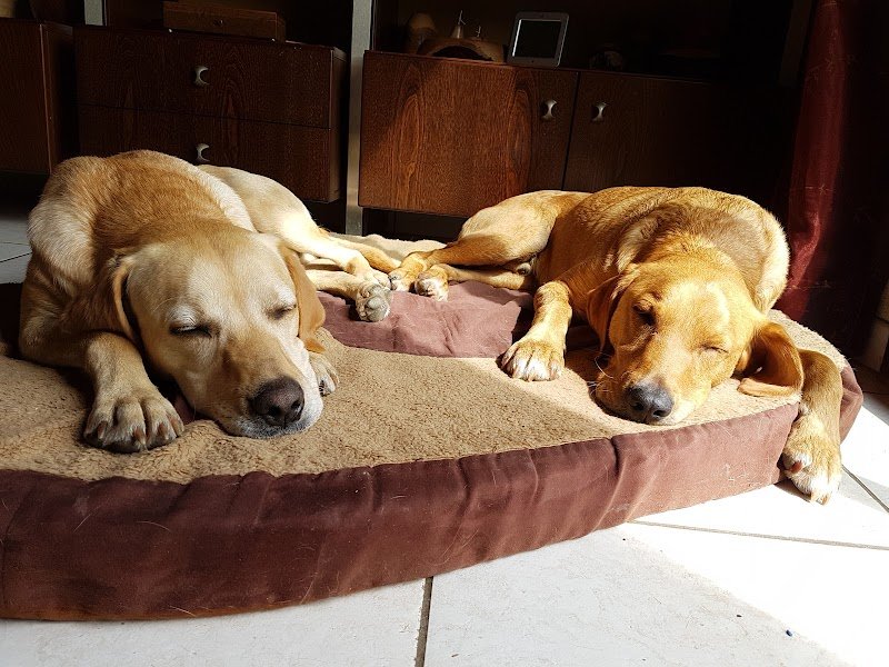 Sans Fil O'Pattes - éducateur canin comportementaliste