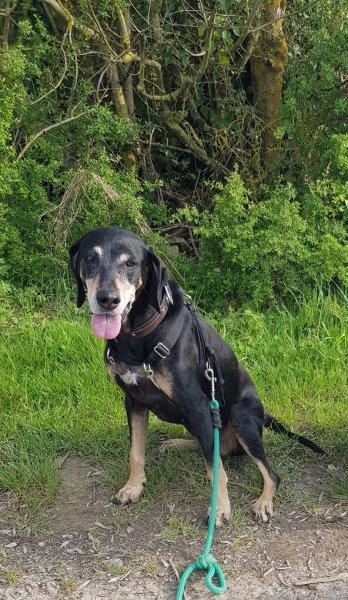 Sans Fil O'Pattes - éducateur canin comportementaliste - photo 2