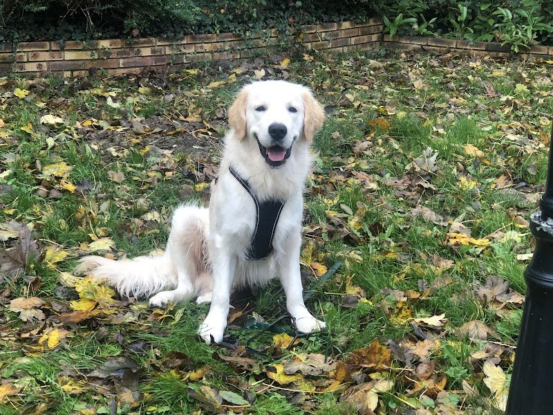 Sans Fil O'Pattes - éducateur canin comportementaliste - photo 3
