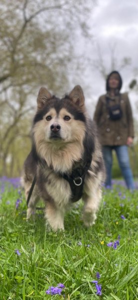 Le Chien Nous Parle - photo 1