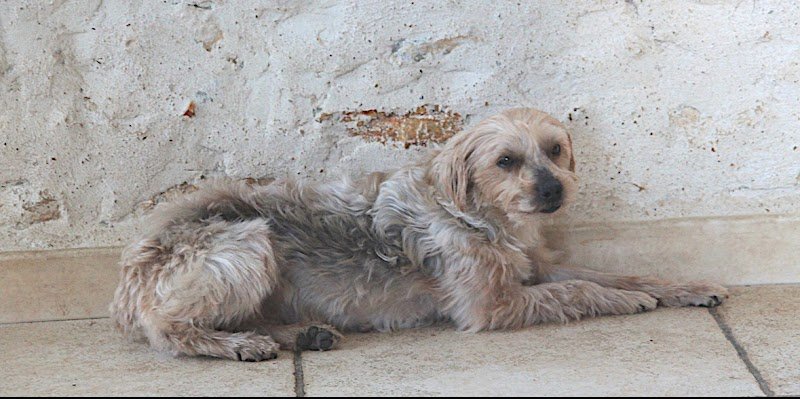 Le Chien Nous Parle - photo 2