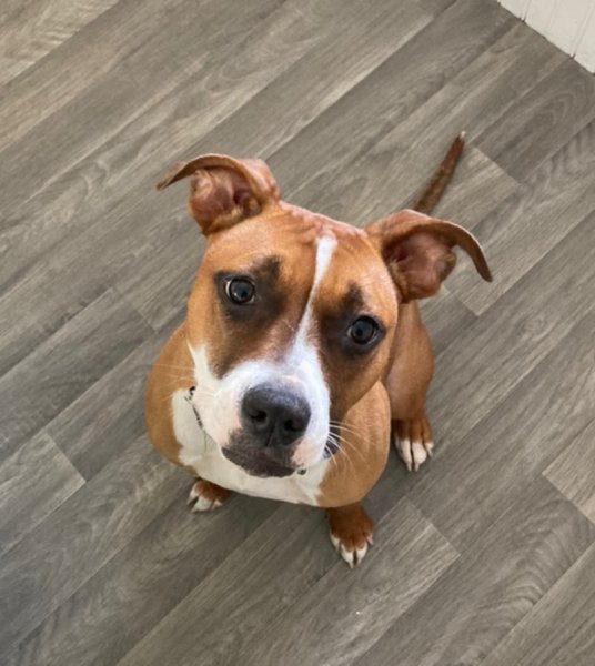 Le Chien Nous Parle - photo 3