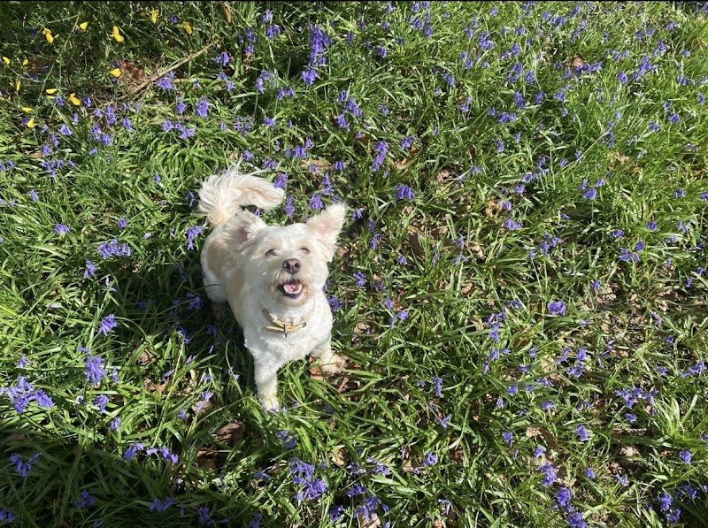 Pension canine familiale Au Paradis des Chiens