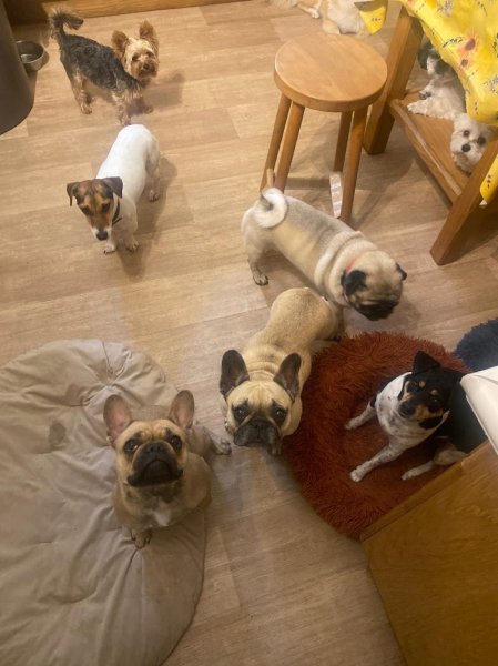 Pension canine familiale Au Paradis des Chiens - photo 2