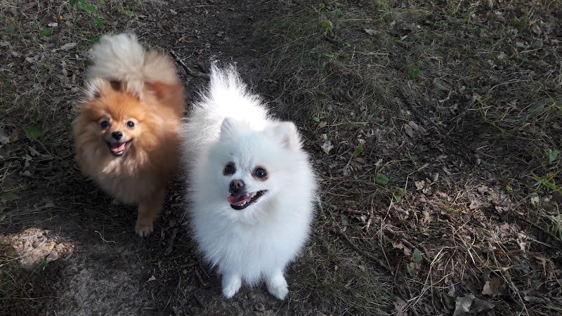 Pension canine familiale Au Paradis des Chiens - photo 3