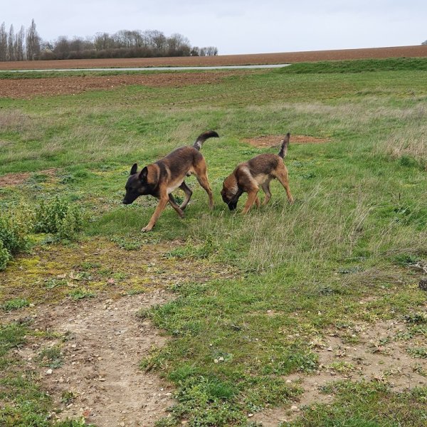 Cercle Cynophile de Beauce - photo 1