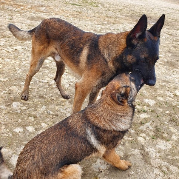 Cercle Cynophile de Beauce - photo 2