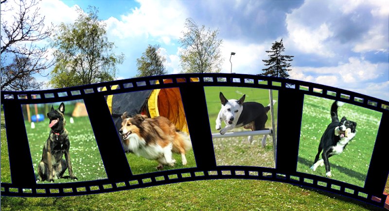 Cercle Cynophile de Beauce - photo 3