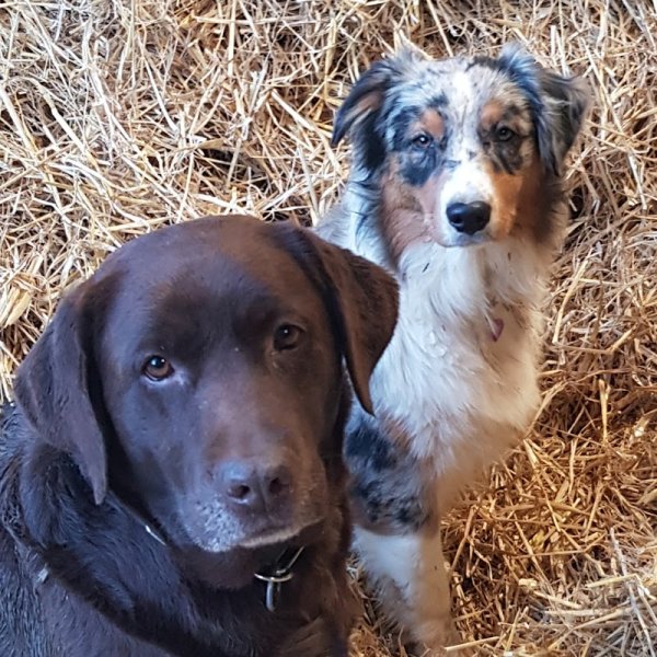 Ames Animales Education & Bien-être - Comportementaliste Canin/Félin/Equin