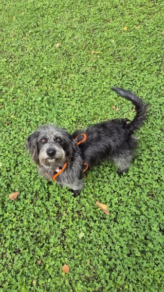 Ames Animales Education & Bien-être - Comportementaliste Canin/Félin/Equin - photo 3